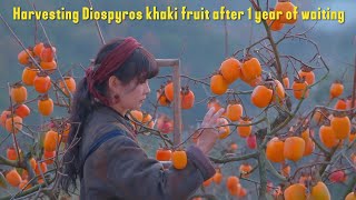 Harvesting Diospyros khaki fruit after 1 year of waiting vlog [upl. by Dinny]