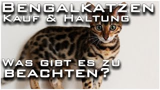 Bengalkatzen kaufen  Was gibt es zu beachten Kosten Gefahren bei der Zucht Talk im Livestream [upl. by Japha]