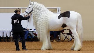 25 Most Beautiful Horses on Planet Earth [upl. by Gastineau]