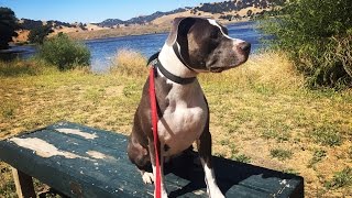 2YR OLD LABPITBULL MIX quotCHIANAquot 2 WEEK BOARD AND TRAIN PROGRAM [upl. by Reitman]