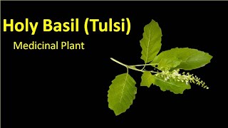 Holy Basil  Tulsi  Ocimum sanctum Medicinal Plant  Bsc Msc  CSIR NET Agriculture JRF PGT [upl. by Ezar554]