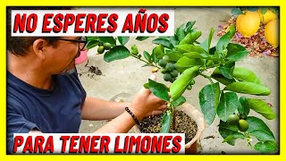 TODOS los CUIDADOS al plantar LIMONERO EN MACETA que de MUCHOS LIMONES video corto  Gio de la Rosa [upl. by Eupheemia]