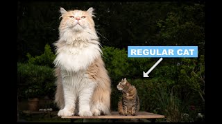 Maine Coon Cat Breed Characteristics Facts amp Personality Explained [upl. by Litch804]