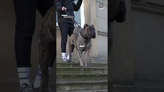 Meet the toughest LionDefeating Dog Breeds Tibetan Mastiff and Presa Canario [upl. by Akinahs]