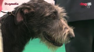 Houndshow 2016  Best Puppy in Show [upl. by Htezil]