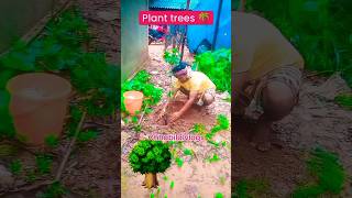 Do plant trees in your society 🌴 Importance of tree plantation How to plant trees at home trees [upl. by Florinda]