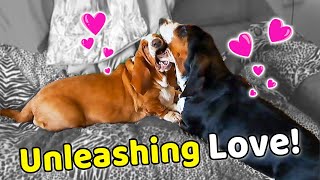 Secrets of an Adorable Basset Duo Playtime on the Couch [upl. by Aisenet318]