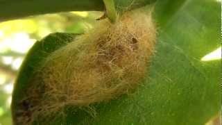 Tussock moth pupa [upl. by Eillas]