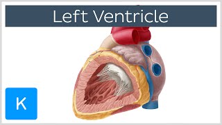 Left Ventricle Heart  Function Definition and Anatomy Human Anatomy  Kenhub [upl. by Locke]