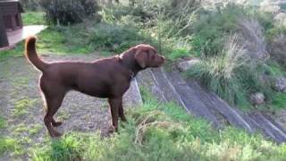 labrador barking in defense of territory on dogdownundercom [upl. by Nayb420]