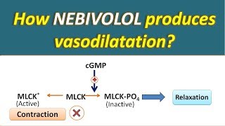 How Nebivolol produces vasodilatation [upl. by Hameean569]