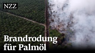 Stoppt Palmöl mit Nachhaltigkeitszertifikat die Abholzung vom Regenwald [upl. by Anividul]