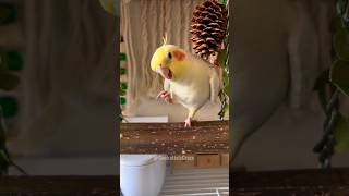 Adorable Cockatiel Petes Cute Singing Moments 😍 cockatielscraze [upl. by Attennyl]