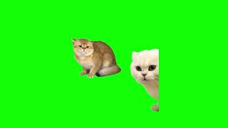 Green Screen Cat Fight Meme [upl. by Noterb709]