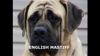 ENGLISH MASTIFF  Owning amp Training an English Mastiff [upl. by Nwavahs]