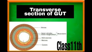 Transverse section of Gut ALIMENTARY CANALEDU DEEKSHA [upl. by Annoj62]