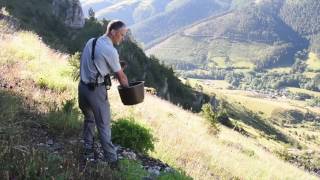 Réintroduction du Gypaète barbu dans les Grands Causses [upl. by Franchot]