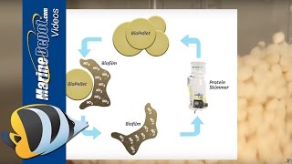 DEEP DIVE The Phosphorus Cycle In Freshwater Aquariums amp Ecosystems Phosphates Plants amp Algae [upl. by Sirraj]