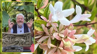 ABÉLIA ARBUSTE FACILE AUX FLEURS MELLIFÈRES amp DÉCORATIF TOUTE L’ANNÉE Le Quotidien du Jardin N°244 [upl. by Nipsirc]