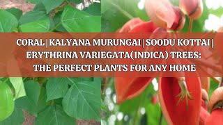 Coral  Kalyana Murungai  Soodu Kottai  Erythrina VariegataIndica Trees [upl. by Sialac]