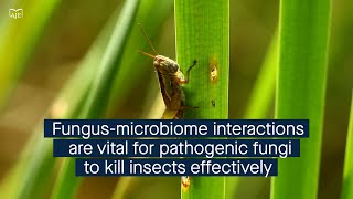 Pathogenic fungi interact with the host microbiome as an effective biopesticide [upl. by Margalo]