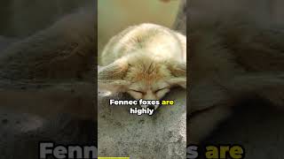 Can You Have a Fennec Fox as a Pet  Wild or Mild  Ep1 pets fennecfox wildlife [upl. by Caesar]