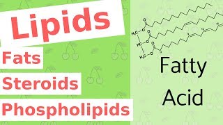 Lipids  Fats Steroids and Phospholipids  Biological Molecules Simplified 4 [upl. by Deva]