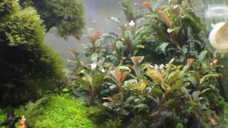 What is a Bucephalandra Plant Spotlight [upl. by Akemrehs]