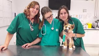 Hospital Veterinario UCV [upl. by Marduk]