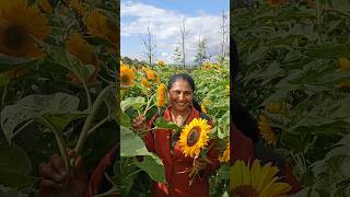 Sunflower Fields [upl. by Ziana]