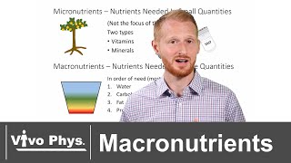 The Four Macronutrients [upl. by Humfried]