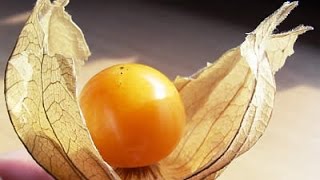 CONHEÇA A FRUTA EXÓTICA PHYSALIS E COMO CULTIVAR [upl. by Katharina188]