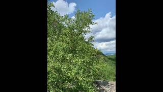 Precipice Trail in Acadia National Park [upl. by Nylessej894]