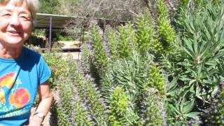 The Pride of Madeira  Echium Fastuosum [upl. by Salem]