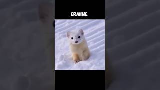 The Stoat  But At The Winter They Are Called Ermine 🤓 [upl. by Etac258]