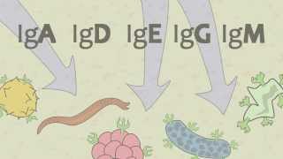 Video 15 Ig Antibodies and Immunoglobulin Function [upl. by Ursulina]