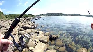 Gros bar au leurre de surface en CôtesdArmor attaques en direct live [upl. by Silletram181]