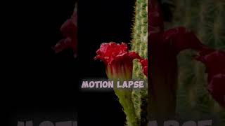 PLANTS Grow 10 Times Faster With This Shocking Trick satisfying timelapse plants trending [upl. by Yerak]