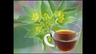 Bupleurum Tea nutrition facts and health benefits [upl. by Amlev248]