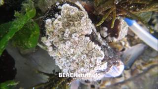 Australian barnacles  Elminius modestus [upl. by Atir]