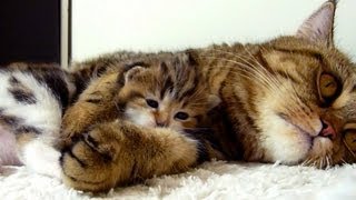 Mom Cat hugs her Cute Kitten Rocky  Mommy Mommy Hug Me [upl. by Tiersten]