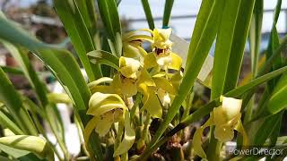 Maxillaria porphyrostele [upl. by Sej116]