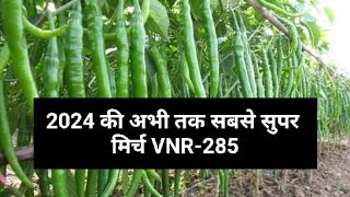 VNR seeds 🌶️🌶️Chilli 285 🌶️🌶️supar dupar Hybrid🌶️ जुगाड जुगाड़ [upl. by Eula]