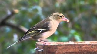 Chaffinch Singing [upl. by Angus]