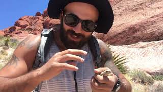 Catching Chuckwalla in Nevada Desert [upl. by Adnirb573]