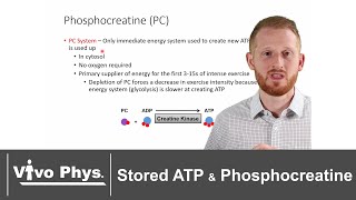 Stored ATP and Phosphocreatine  Immediate Bioenergetic Sources of Energy [upl. by Manly]