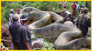 Non Crederai a Cosa Hanno Trovato Nella Foresta Amazzonica [upl. by Lombardo732]