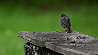 Black redstart Juvenile [upl. by Harrie]