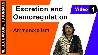 Excretion and Osmoregulation  NEET  Ammonotelism  Neela Bakore Tutorials [upl. by Haorbed184]