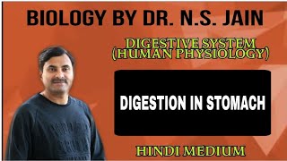 Digestion in Stomach Digestive System Human Physiology  Hindi Medium [upl. by Jonme]